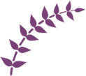 leaf-purple