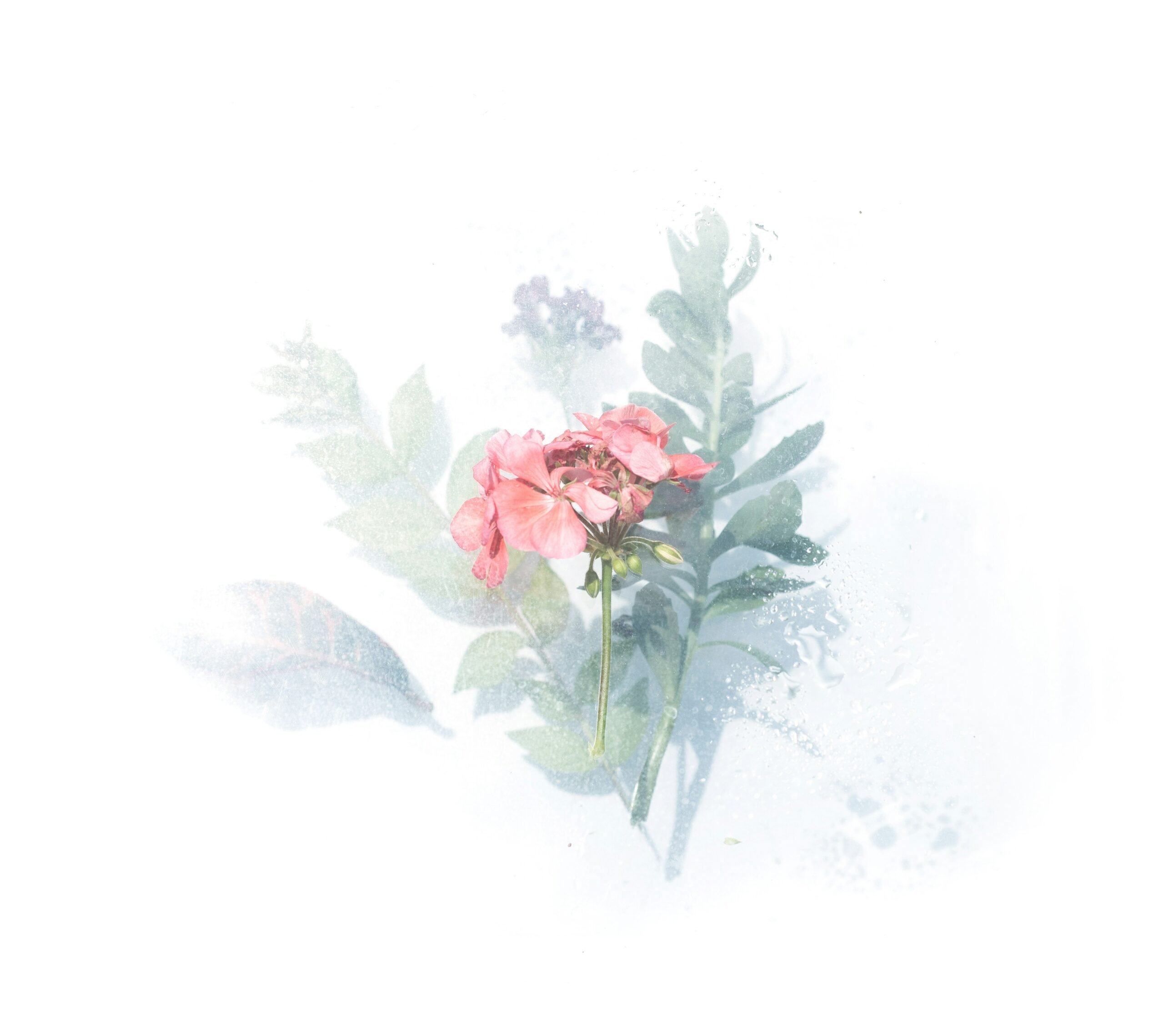 evie-s-MicqqGyDQ6w-unsplash