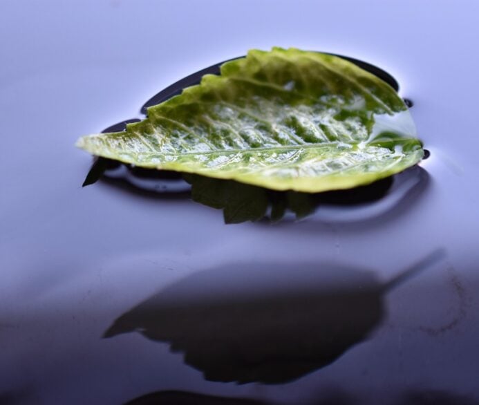 EMDR for Healing Complex Trauma: Rewiring the Past with Presence and Precision thumbnail